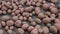 Group of newly harvested and washed potatoes -Â Solanum tuberosumÂ dryingÂ on pavement in HD VIDEO.